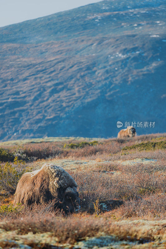 在挪威的Dovrefjell-Sunndalsfjella国家公园，一只麝牛(Ovibos Moschatus)在阳光明媚的秋日里在广阔的山间搏斗